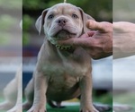 Small Photo #19 American Bully Puppy For Sale in SANTA CRUZ, CA, USA