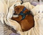Small Photo #16 Chihuahua-Unknown Mix Puppy For Sale in San Francisco, CA, USA