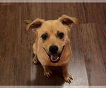 Small Photo #11 Mutt Puppy For Sale in pomfret, CT, USA