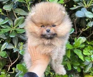 Shih Tzu Puppy for sale in RESEDA, CA, USA