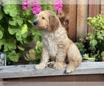 Small Photo #14 Goldendoodle Puppy For Sale in PITTSBURG, CA, USA