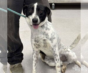 Mutt Dogs for adoption in Washington, DC, USA