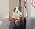 Small Photo #13 Great Bernese Puppy For Sale in ARLINGTON, WA, USA