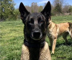 Father of the Belgian Malinois puppies born on 05/03/2026