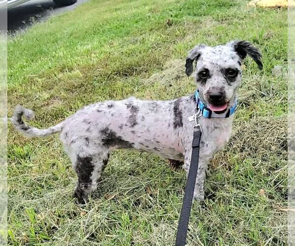 Medium Photo #1 Poodle (Miniature)-Unknown Mix Puppy For Sale in Silver Spring, MD, USA