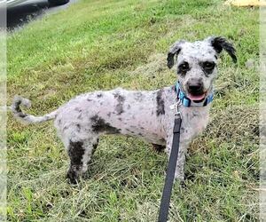 Poodle (Miniature)-Unknown Mix Dogs for adoption in Silver Spring, MD, USA