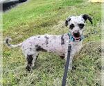 Small Poodle (Miniature) Mix