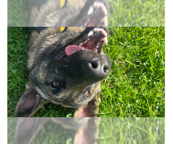 Medium Photo #1 Mutt Puppy For Sale in Imlay City, MI, USA