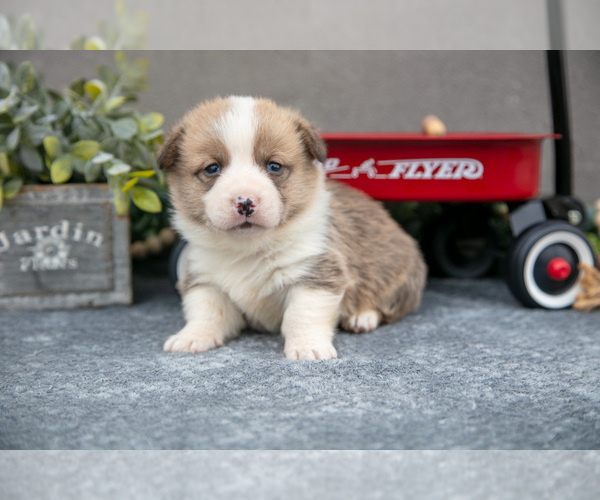 Medium Photo #5 Pembroke Welsh Corgi Puppy For Sale in CHRISTIANA, PA, USA