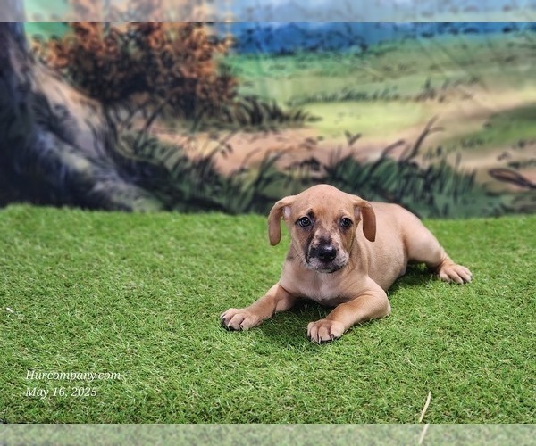 Medium Photo #13 Catahoula Leopard Dog Puppy For Sale in CUMBY, TX, USA