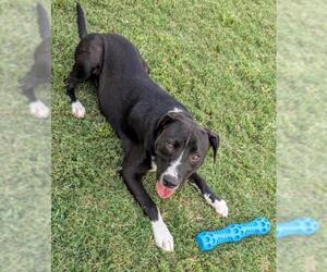 American Pit Bull Terrier-Unknown Mix Dogs for adoption in Plano, TX, USA