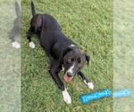 Small American Pit Bull Terrier Mix