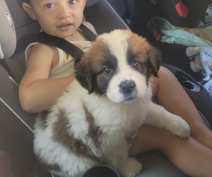 Saint Bernard Puppy for sale in VISTA, CA, USA