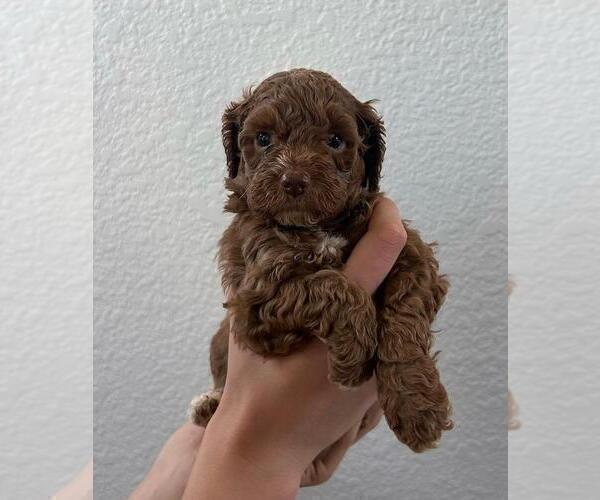 Medium Photo #3 Cock-A-Poo Puppy For Sale in FOLSOM, CA, USA