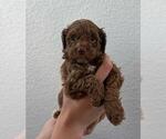 Small #2 Cock-A-Poo
