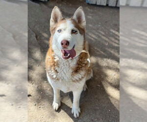 Siberian Husky Dogs for adoption in Riverside, CA, USA