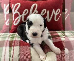 Old English Sheepdog Puppy for sale in GILLETT, WI, USA