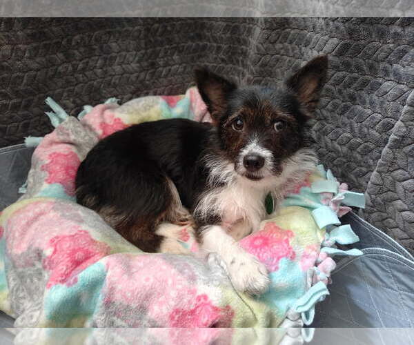 Medium Photo #3 Chihuahua-Unknown Mix Puppy For Sale in Bellevue, WA, USA