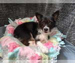 Small #2 Chihuahua Mix