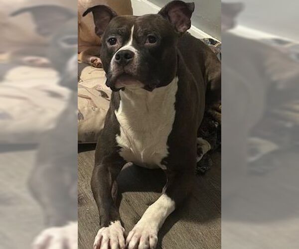 Medium Photo #5 American Pit Bull Terrier-Unknown Mix Puppy For Sale in Westwood, NJ, USA