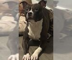 Small #4 American Pit Bull Terrier Mix