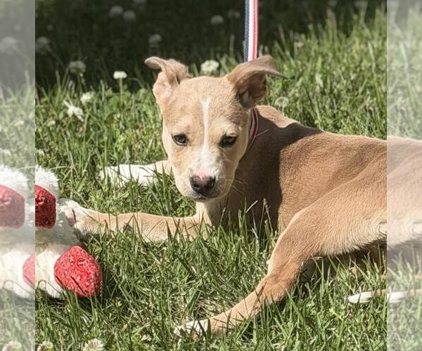 Medium Photo #2 Labrador Retriever-Unknown Mix Puppy For Sale in Yardley, PA, USA