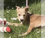Small #1 Labrador Retriever Mix