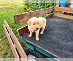 Small #1 Golden Retriever