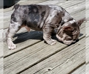 French Bulldog Puppy for sale in BOSTON, KY, USA