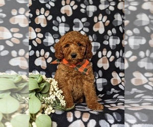 Goldendoodle (Miniature) Puppy for sale in AIRVILLE, PA, USA