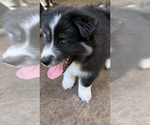 Small Photo #8 Pomsky Puppy For Sale in JACKSONVILLE, FL, USA