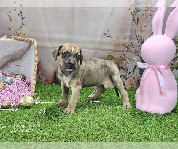 Medium Photo #6 Catahoula Leopard Dog Puppy For Sale in CUMBY, TX, USA