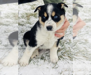 Australian Cattle Dog Puppy for sale in EFFINGHAM, IL, USA