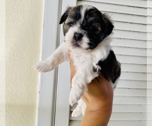 Shih-Poo Puppy for sale in EL PASO, TX, USA