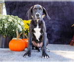 Puppy Davis Great Dane