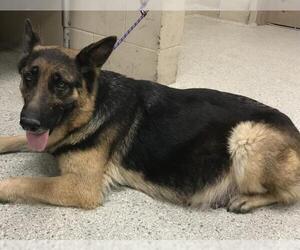German Shepherd Dog-Unknown Mix Dogs for adoption in Conroe, TX, USA