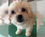 Puppy 1 Pekingese-Poodle (Toy) Mix