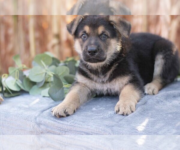 Medium Photo #3 German Shepherd Dog Puppy For Sale in FREDERICKSBURG, OH, USA