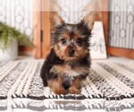 Small Photo #3 Yorkshire Terrier Puppy For Sale in NAPLES, FL, USA
