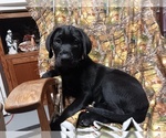 Puppy Puppy 2 Labrador Retriever