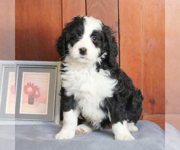 Medium Photo #2 Bernedoodle Puppy For Sale in FREDERICKSBRG, PA, USA