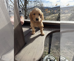 Small #29 Goldendoodle
