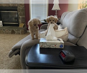 Poodle (Toy) Puppy for sale in MOUNT AIRY, MD, USA