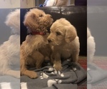 Small Photo #14 Labradoodle Puppy For Sale in JARRELL, TX, USA
