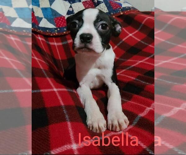 Medium Photo #3 Boston Terrier Puppy For Sale in BERRIEN SPRINGS, MI, USA
