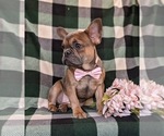 Small Photo #9 French Bulldog Puppy For Sale in QUARRYVILLE, PA, USA