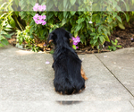 Small #4 Yorkshire Terrier