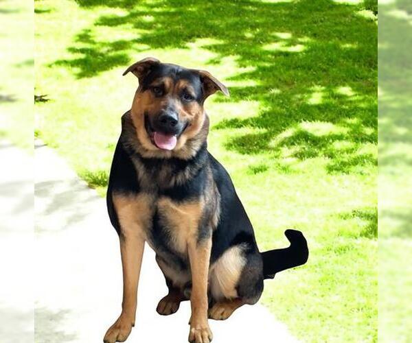 Medium Photo #1 German Shepherd Dog Puppy For Sale in Akron, OH, USA
