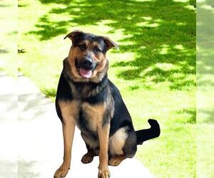 German Shepherd Dog Dogs for adoption in Akron, OH, USA
