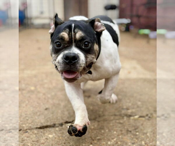 Medium Photo #9 Bulldog-Unknown Mix Puppy For Sale in St. Louis Park, MN, USA